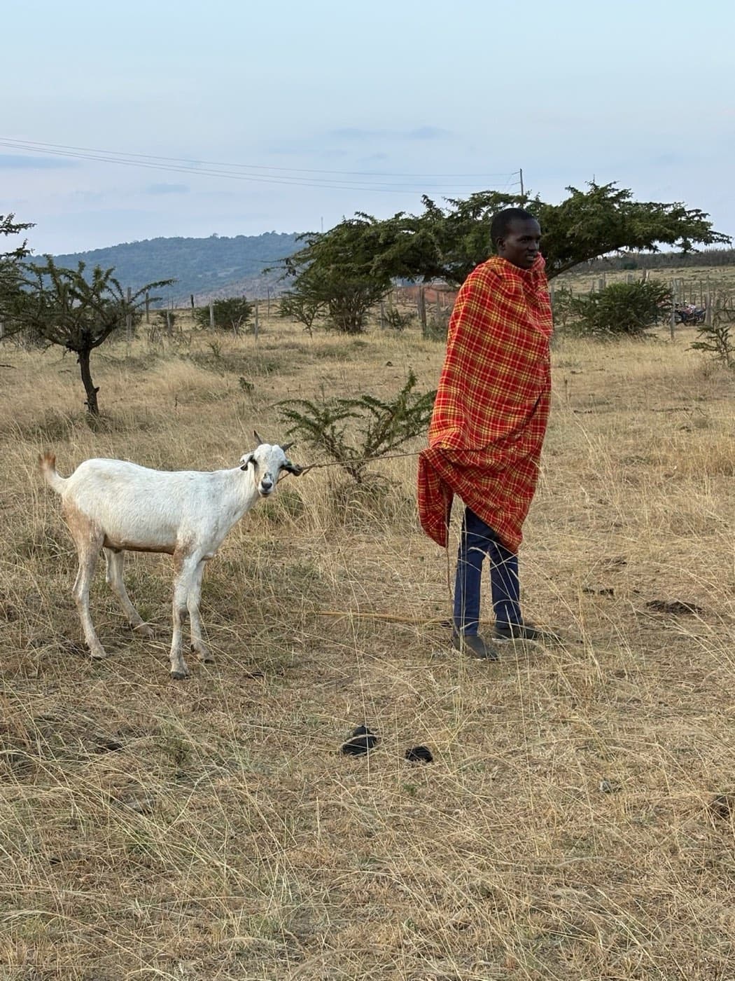 Un pastor masái con una cabra en la sabana de Narok